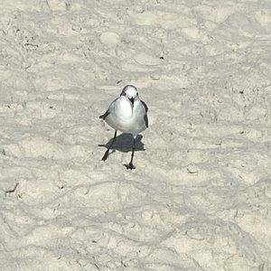 Meet your Posher, Laurie